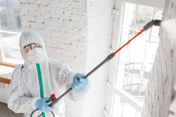 Reliable Fredericktown, MO Mold Removal Solutions